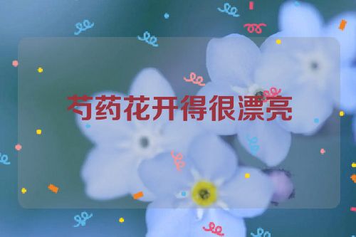 芍药花开得很漂亮