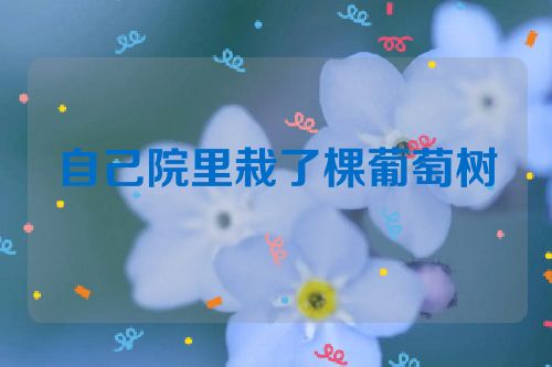 自己院里栽了棵葡萄树