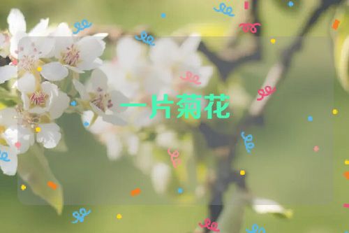 一片菊花