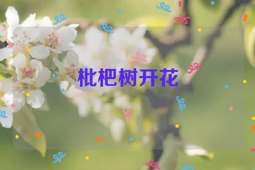 枇杷树开花