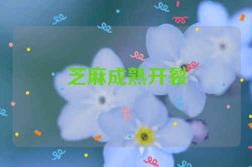 芝麻成熟开裂