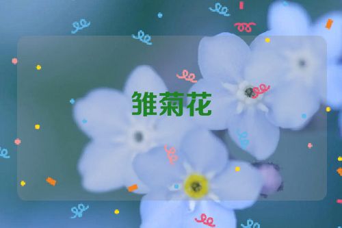 雏菊花