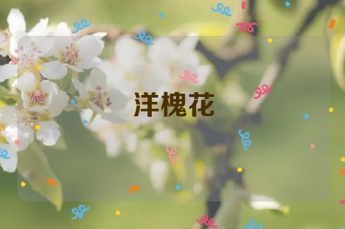 洋槐花