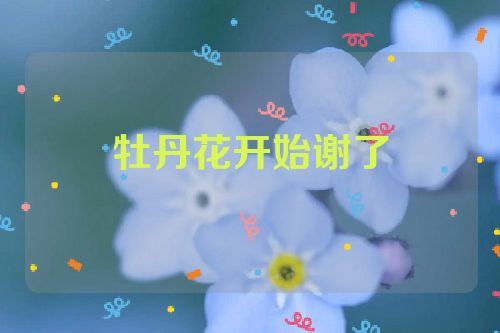 牡丹花开始谢了