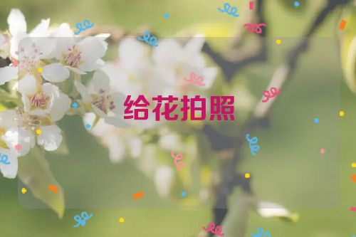 给花拍照