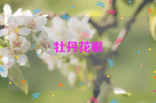 牡丹花根