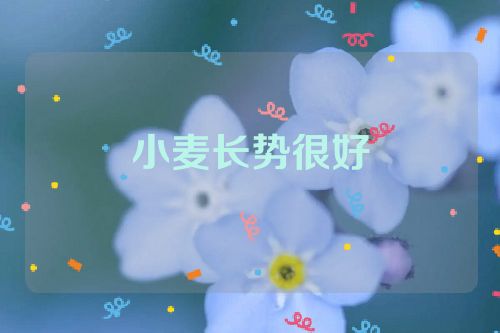 小麦长势很好