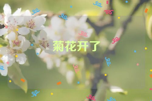 菊花开了