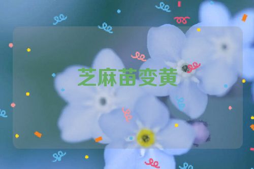 芝麻苗变黄