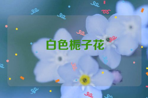 白色栀子花