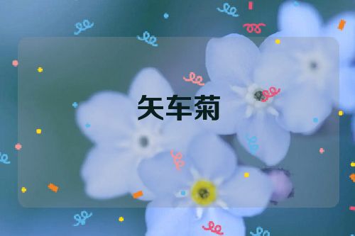 矢车菊