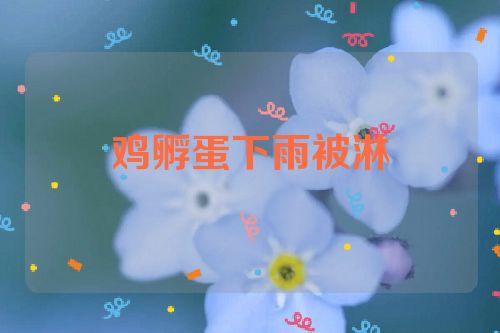 鸡孵蛋下雨被淋