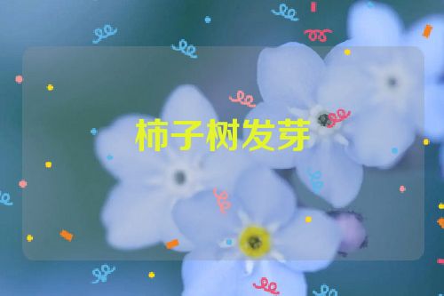 柿子树发芽