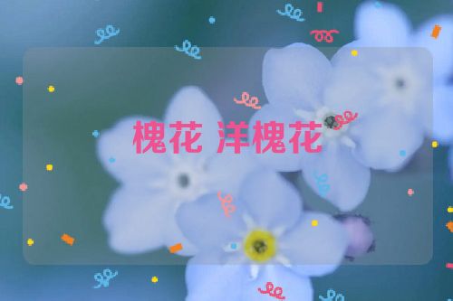 槐花 洋槐花