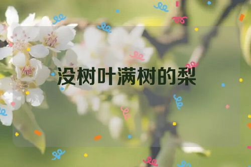 没树叶满树的梨