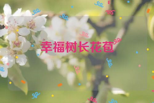 幸福树长花苞